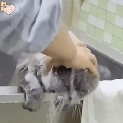 适合当头像的表情包