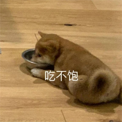 适合当头像的表情包