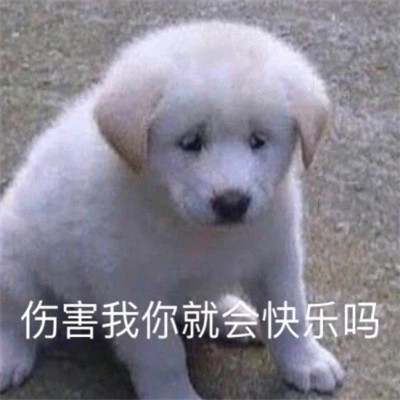 适合当头像的表情包