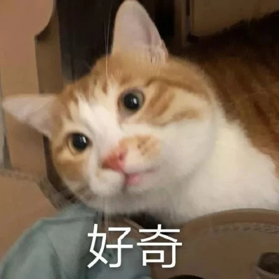 适合当头像的表情包
