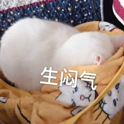 适合当头像的表情包