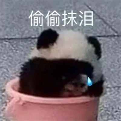 2025表情包最火头像图片