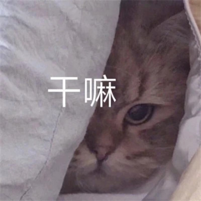 2025表情包最火头像图片