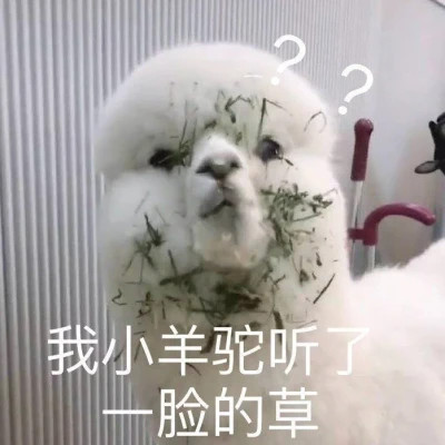 2025表情包最火头像图片