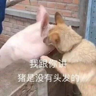 2025年表情包图片最新版