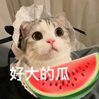 2025年表情包图片最新版