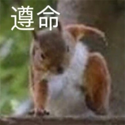 表情包大全2025