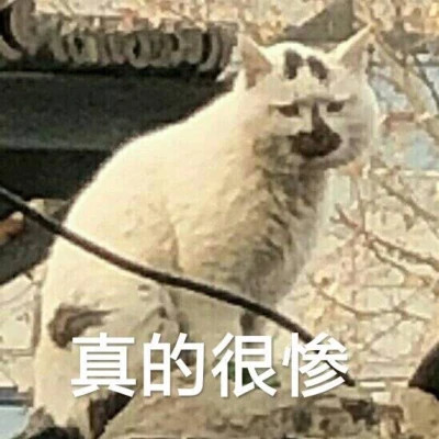 表情包大全2025