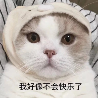 2025表情图片