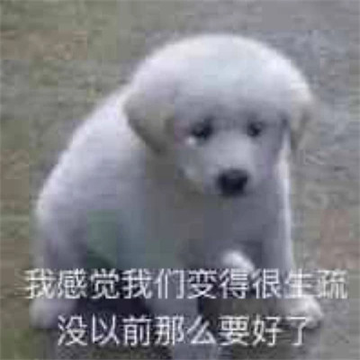 2025年最火表情包