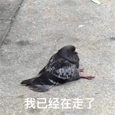 图片头像表情包