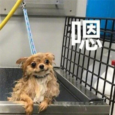 图片头像表情包