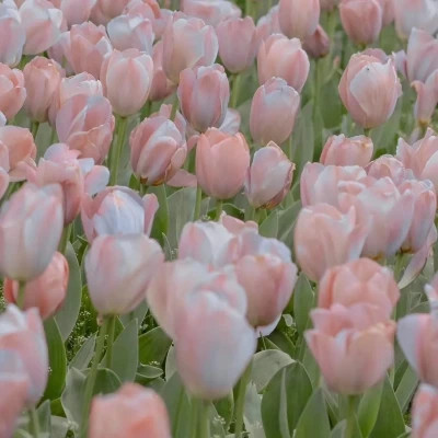 ins风清新聊天背景图片头像