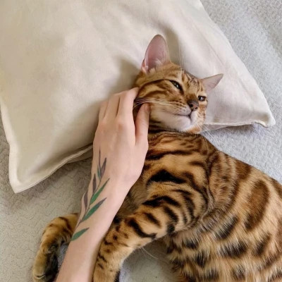 2026高清ins背景图片头像