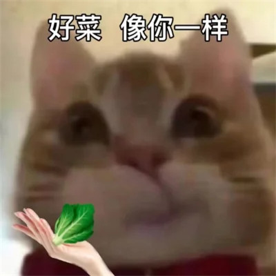 2025最火搞笑图片头像