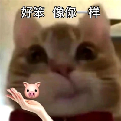 2025最火搞笑图片头像