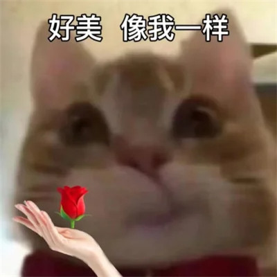 2025最火搞笑图片头像