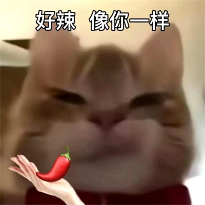 2025最火搞笑图片头像