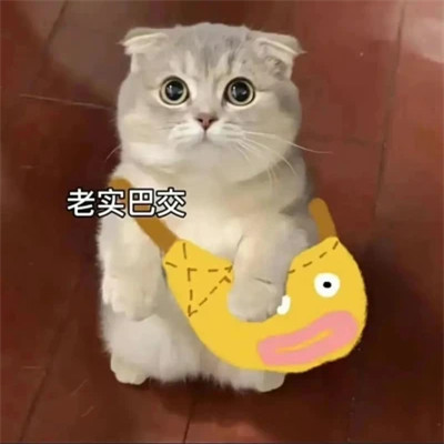 2025搞笑可爱表情包