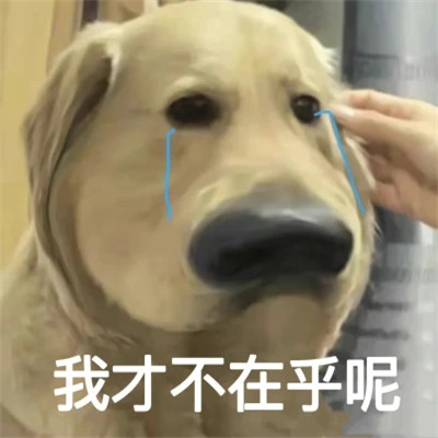 2025全网最火搞笑表情包