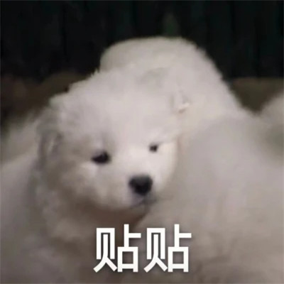 2025全网最火搞笑表情包