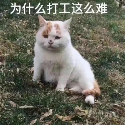 2025全网最火搞笑表情包