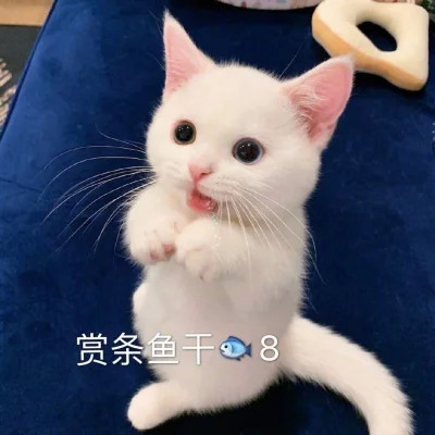 表情包图片大全2025