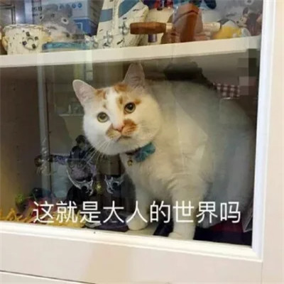 2025网络热梗表情包