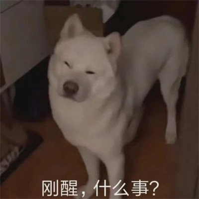 适合当头像的表情包高清