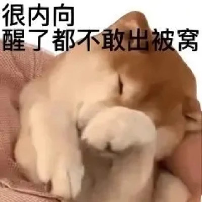 适合当头像的表情包高清