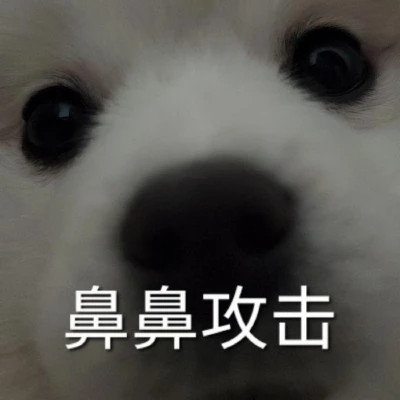 表情包微信头像呆萌