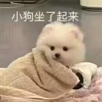 表情包微信头像呆萌