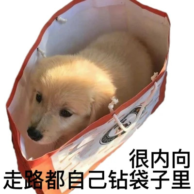 表情包微信头像呆萌