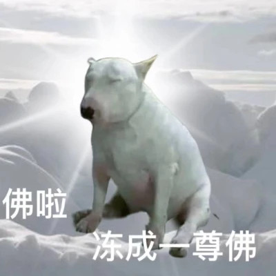 表情包微信头像呆萌