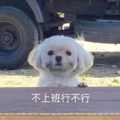 微信精选表情高清头像图片