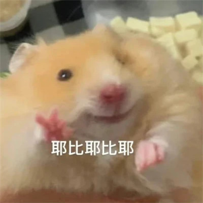 微信精选表情高清头像图片