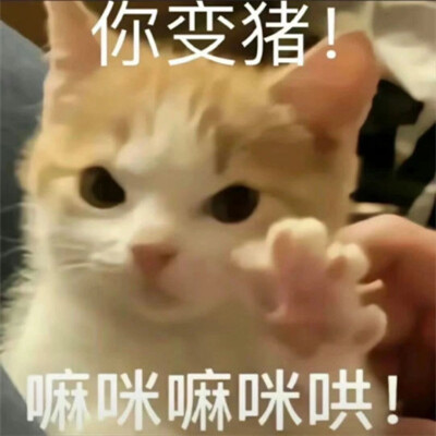 2025流行表情包可爱搞笑头像图片