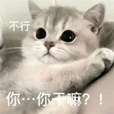2025流行表情包可爱搞笑头像图片