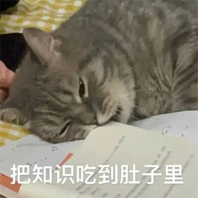 2025流行表情包可爱搞笑头像图片