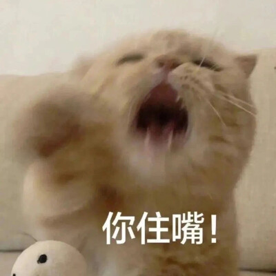 2025流行表情包可爱搞笑头像图片