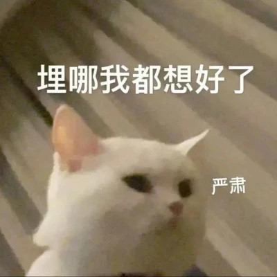2025流行表情包可爱搞笑头像图片