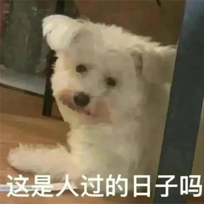 2025流行表情包可爱搞笑头像图片