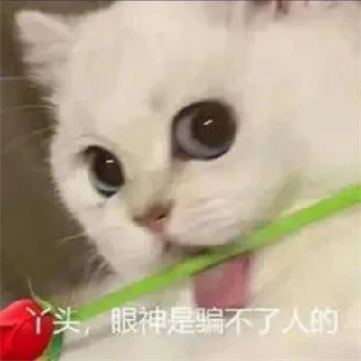 2025流行表情包可爱搞笑头像图片