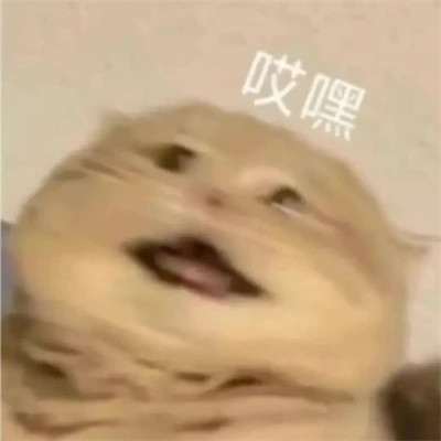 2025流行表情包可爱搞笑头像图片