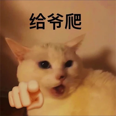 2025流行表情包可爱搞笑头像图片