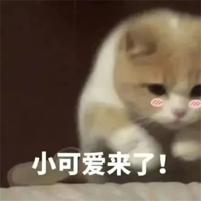 2025年最火的表情包头像图片