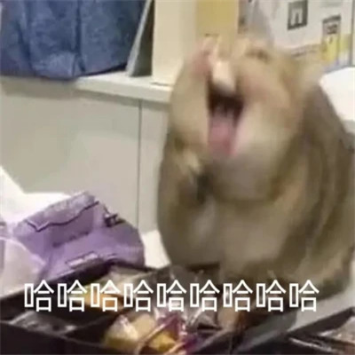 2025年最火的表情包头像图片