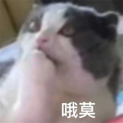 2025年最火的表情包头像图片