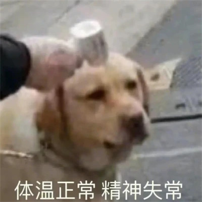 2025年最火的表情包头像图片