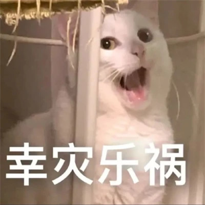 2025年最火的表情包头像图片